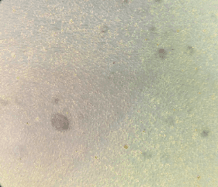 Micrograph day-0