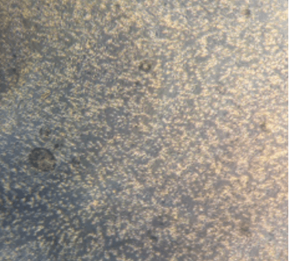 Micrograph day-10