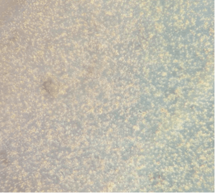 Micrograph day-3