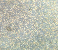 Micrograph day-7